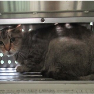 センター管理棟で崖っぷちの成猫の女の子