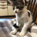 可愛い子猫ちゃん