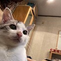 ３兄妹唯一の男の子ライナス君