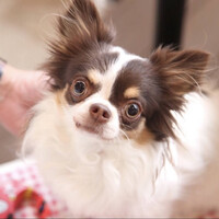 チョコラテ