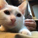 ３兄妹マイペースのサリーちゃん