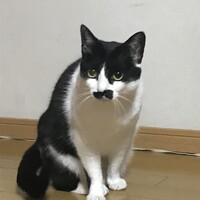 みゃー