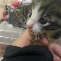 オス子猫