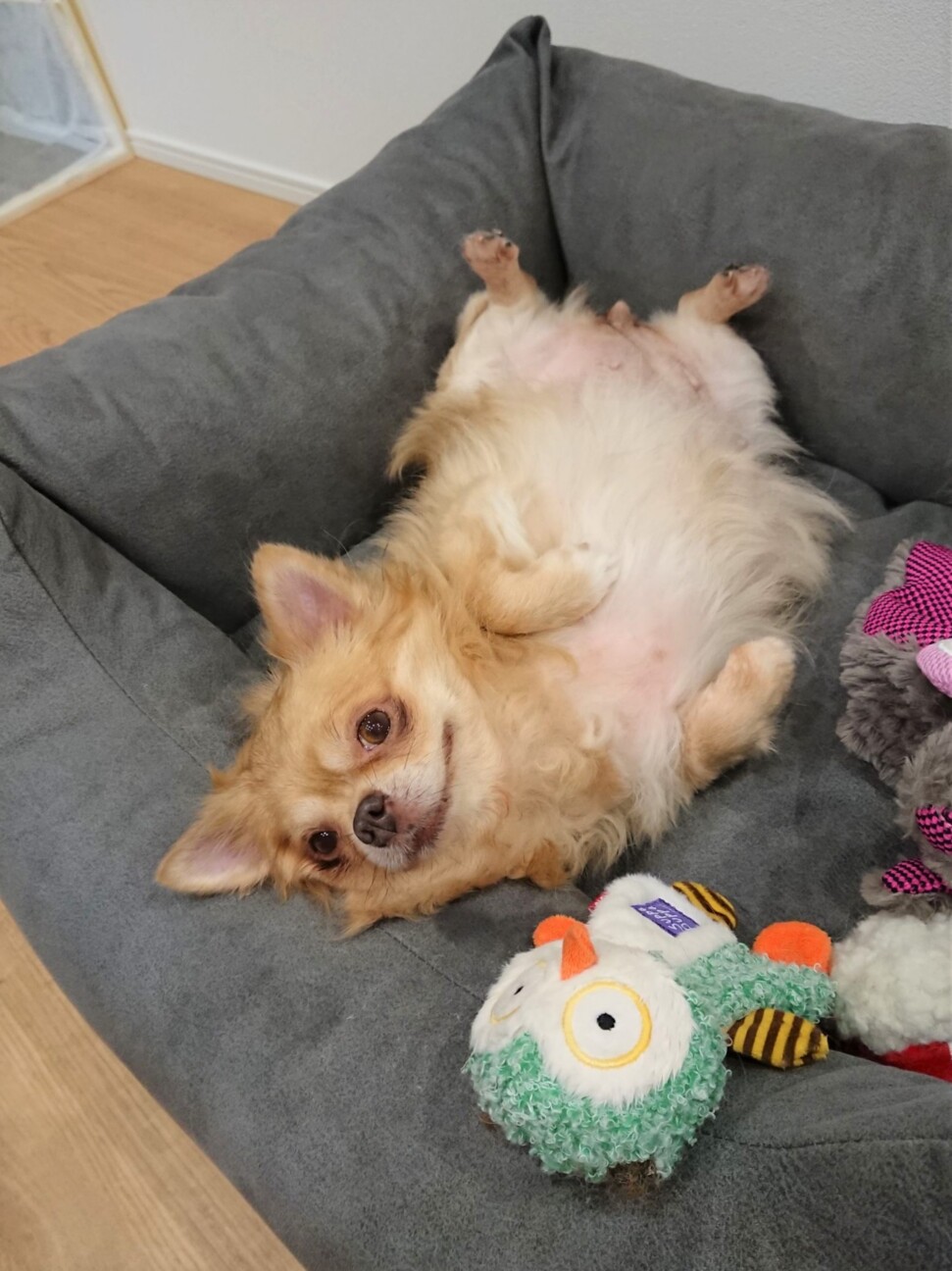 超空気が読める 性格ハナ 東京都 犬の里親募集 ペットのおうち 月間利用者150万人