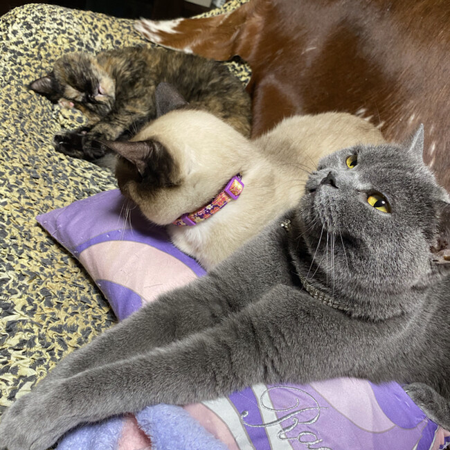 まりりん！のカバー写真