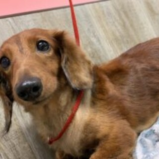 保護っこ♪シールちゃん♪里親絶賛募集中！