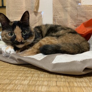 名前は『ショコラ』三毛のメス6〜7歳とても優しい子