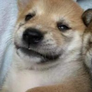 保護っこ♪シャンプーちゃん♪里親絶賛募集中！