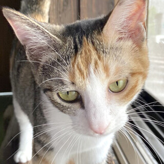 スリスリ甘えん坊『レオちゃん』