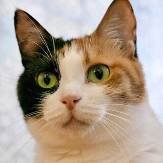 気の強い三毛の美猫『みるく』