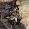 人懐っこい仔猫の女の子生後1ヶ月