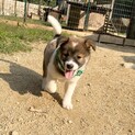 少し控えめな男の子こんぺい君1ヶ月半