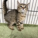 11/1西千葉☆とーっても可愛い♡「マロンちゃん」