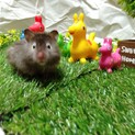 長毛ハムスター生後１ヶ月♀