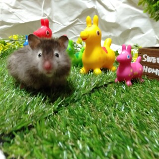 長毛ハムスター生後１ヶ月♀