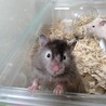 長毛ハムスター生後１ヶ月♀ サムネイル2