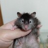 長毛ハムスター生後１ヶ月♀ サムネイル3
