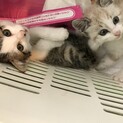 募集一旦停止！姉弟でもらってくれる方優先です♡
