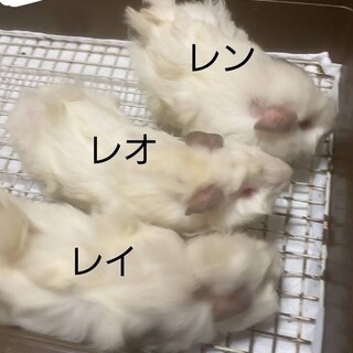 可愛いモルちゃんの里親募集中