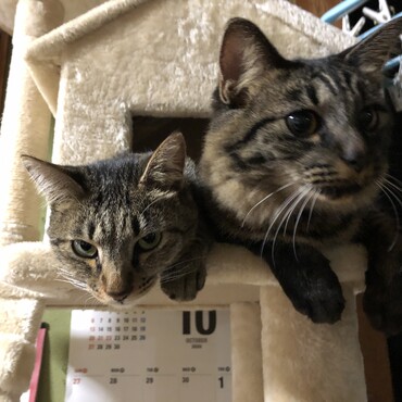 みんな元気にしています。