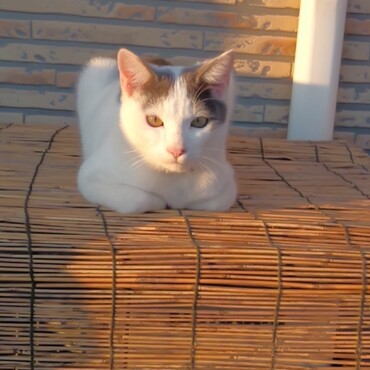 夕陽を浴びて香箱座り