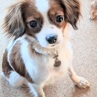 キャバリア✕パピヨンMIX