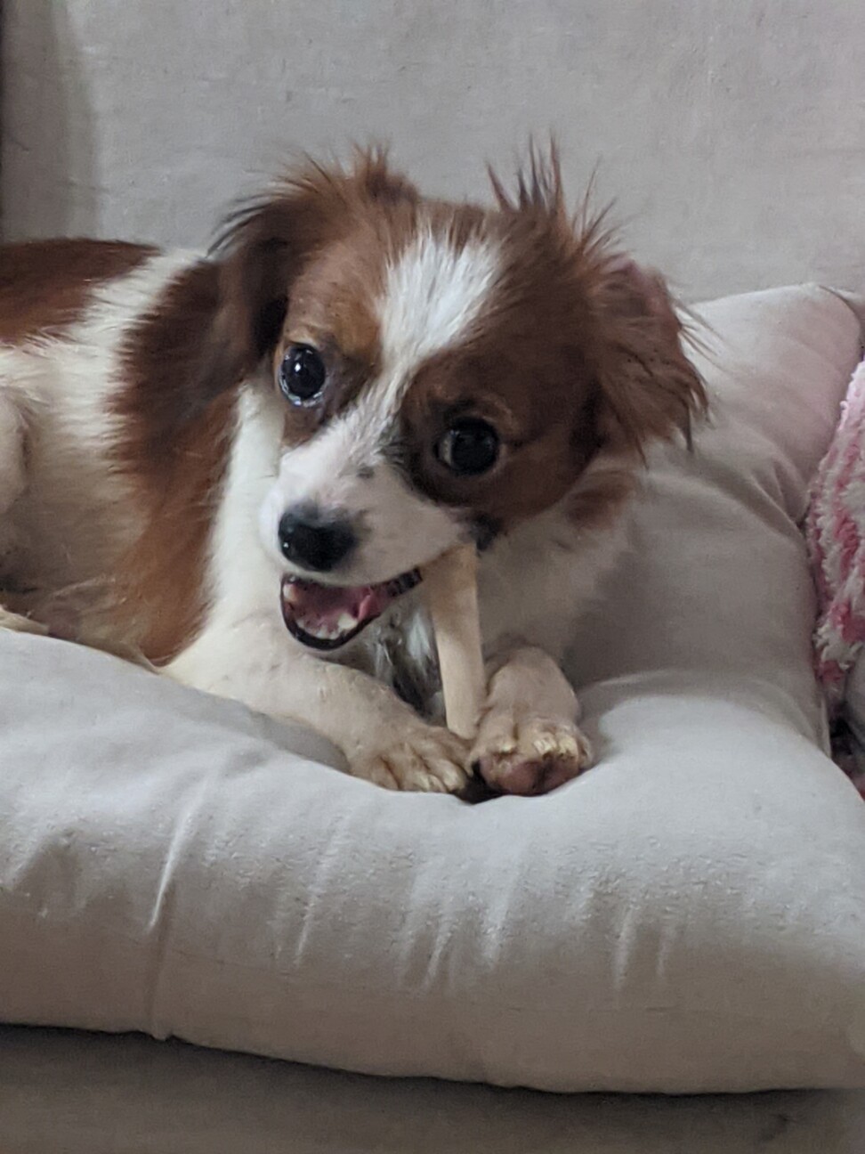 キャバリア パピヨンmix 岐阜県 犬の里親募集 ペットのおうち 月間利用者150万人 キャバリア パピヨンmix 岐阜県 犬の里親募集 ペットのおうち 月間利用者150万人