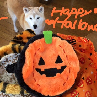 Happy    Halloween (*´∀｀*)