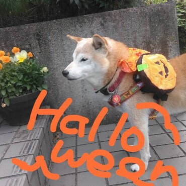 の写真
