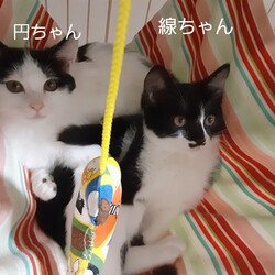 保護猫の譲渡会