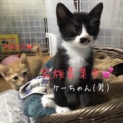 保護猫の譲渡会 サムネイル2