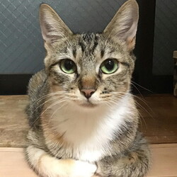 保護猫の譲渡会 サムネイル3