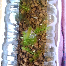 「メダカ日記⑨」サムネイル2