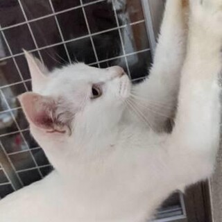 つぼみ♡しあわせにゃんこになりました