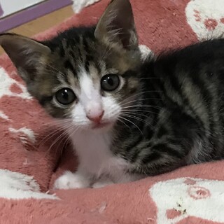 《里親様決まりました》保護猫を家族に✩°
