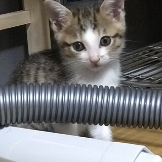 《里親様決まりました》保護猫を家族に✩°