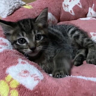 《里親様決まりました》保護猫を家族に✩°