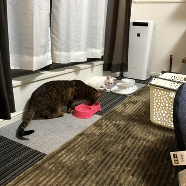 ごはん逆だよー