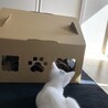 全速力で追いかけっこー