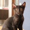お目目が優しい黒猫ちゃん サムネイル2