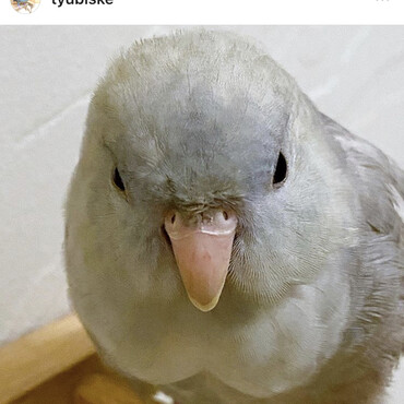サザナミインコのシェルくん