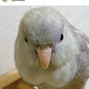 サザナミインコのシェルくん