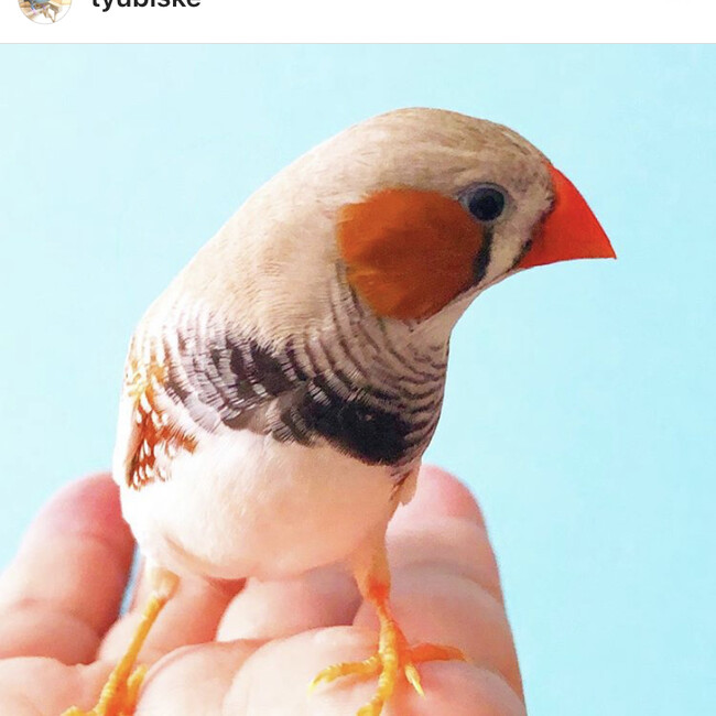 ちゅびすけのカバー写真