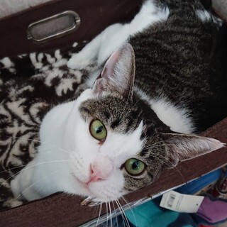 お利口て優しいキジシロお嬢様