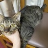 至急保護猫里親募集 サムネイル2
