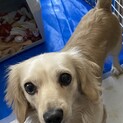 チワックス♂ 4歳