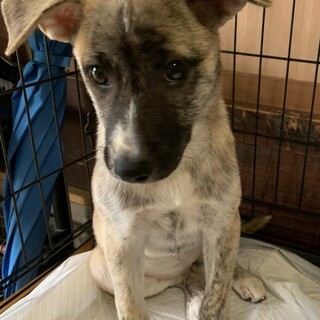 保健所からレスキューした子犬♀シャネルちゃん