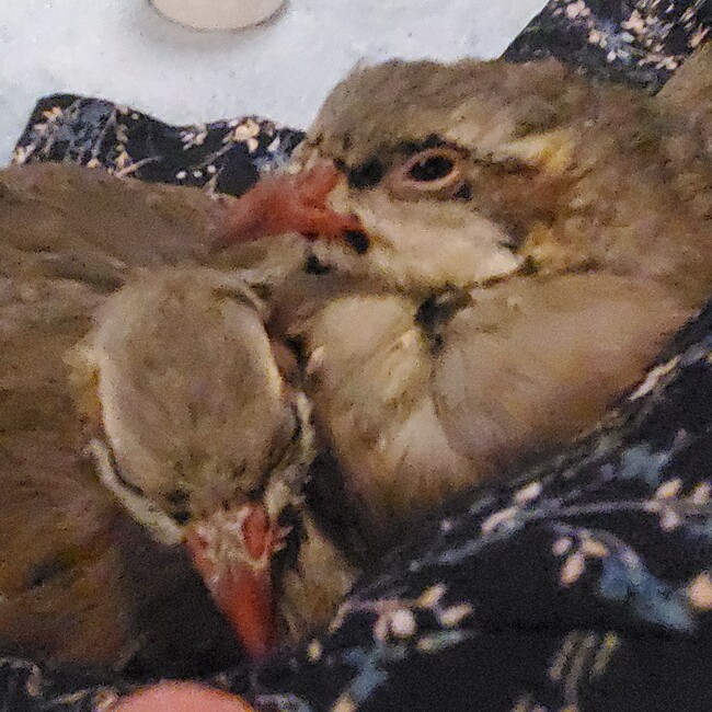 ちづとりのカバー写真