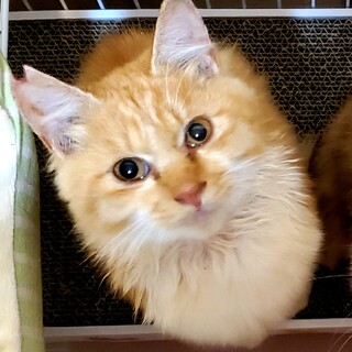 イケメンのモフモフ王子『さとぉくん』