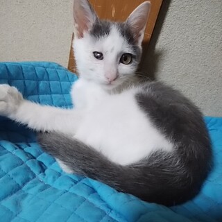 白グレーのトレイシー